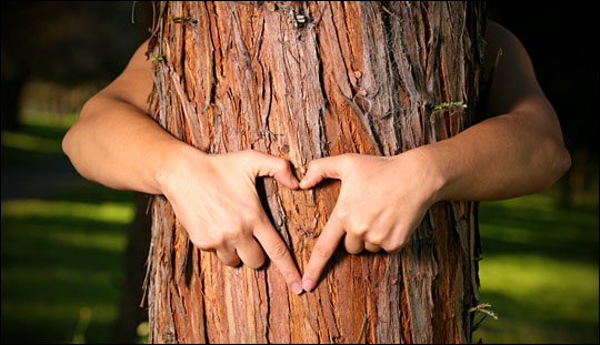 What Is The Meaning Of Tree Hugger